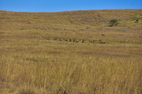 非洲白脸牛羚