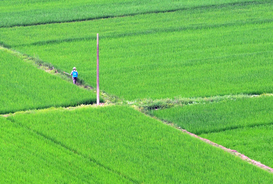 田园风光水稻田