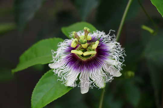 鸡蛋果花