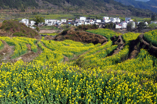 油菜梯田