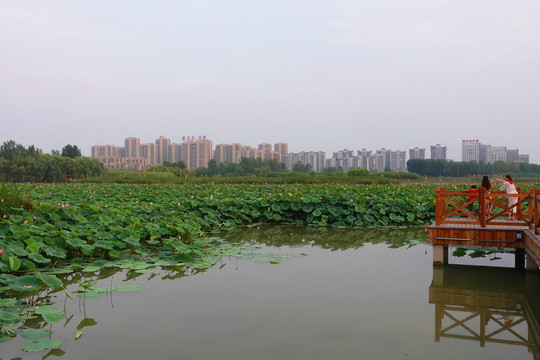 东昌湖风光