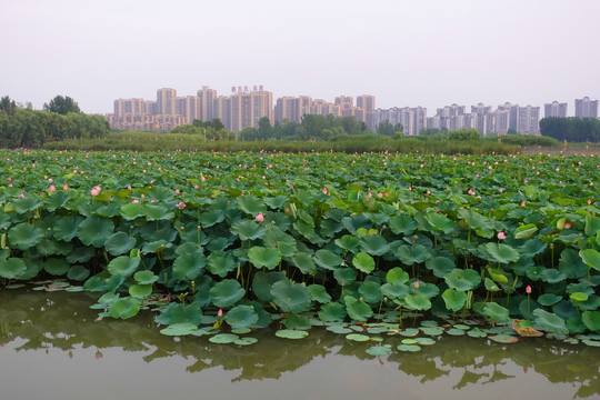 东昌湖风光