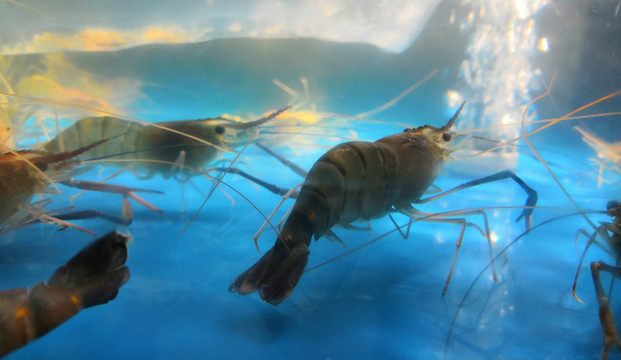 虾