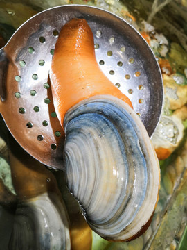 贝壳
