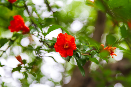 石榴花