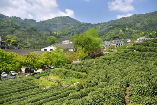 西湖龙井茶园