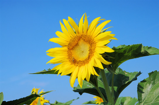 向日葵花