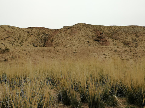 沙漠草原