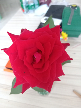 玫瑰花