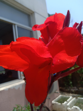 红花