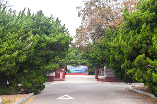 树林绿色树林