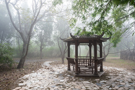 树林绿色树林
