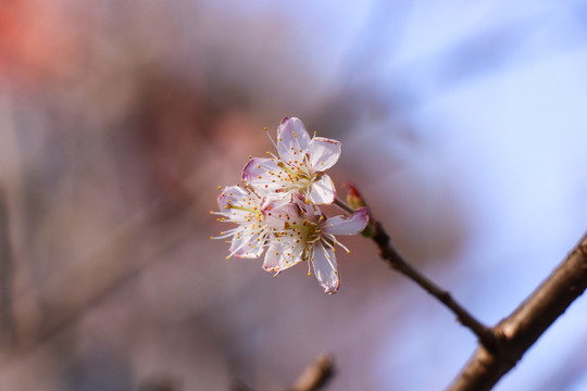 樱花樱桃花