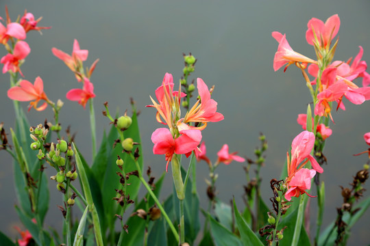 精美花卉图