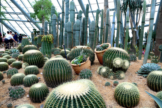 热带植物全景