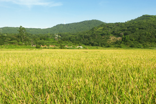 乡村稻子土地