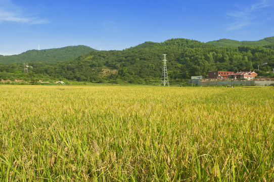 农田水稻风景