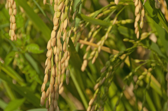 水稻稻穗素材图