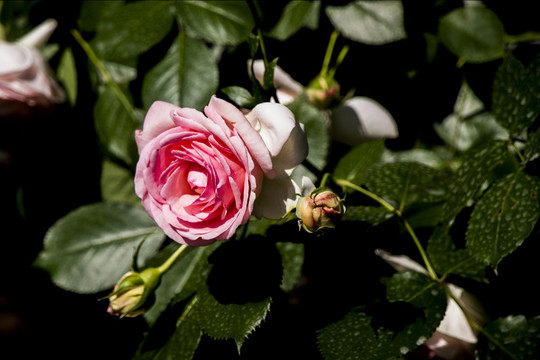 月季花