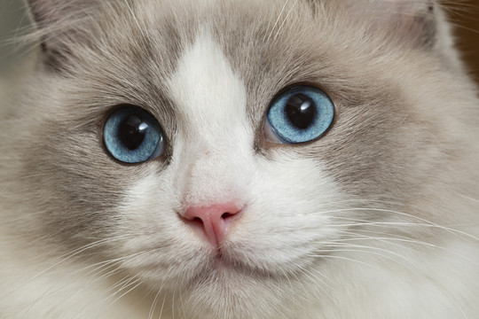 布偶猫蓝眼睛特写