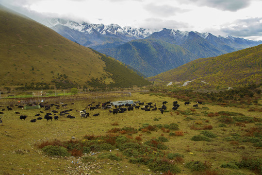 雪山下的牛群