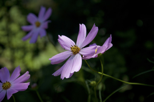 波斯菊