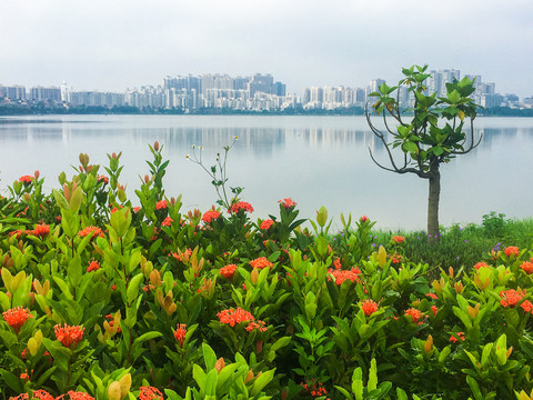 湿地公园肇庆波海湖公园