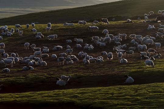 逆光中的羊群