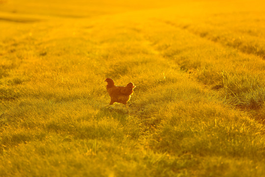草地散养鸡