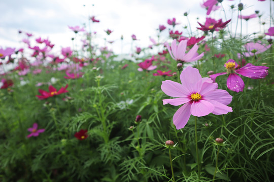 波斯菊
