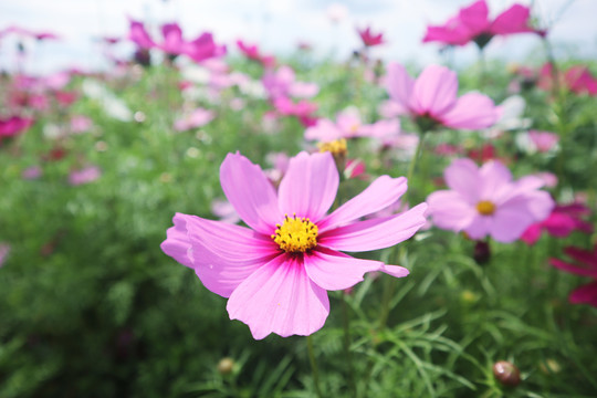 波斯菊