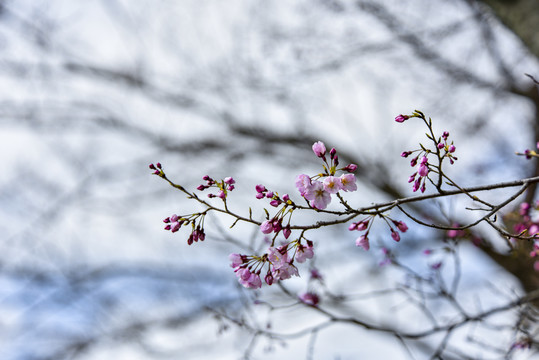 樱花