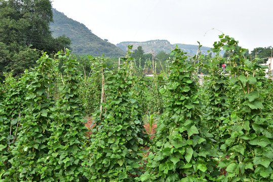 山村豆架