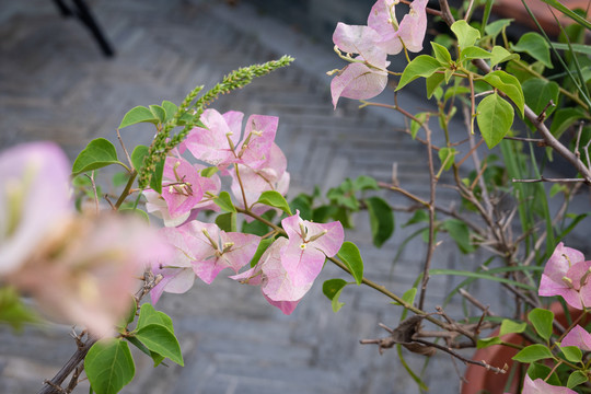 杜鹃花