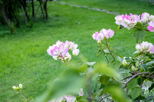 杜鹃花
