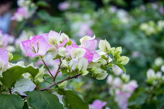 杜鹃花