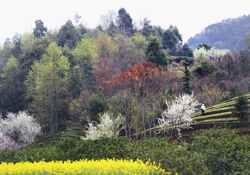 美丽乡村花满园