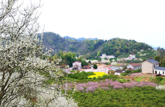 美丽乡村花满园