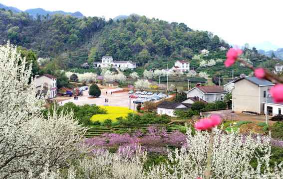 美丽乡村花满园