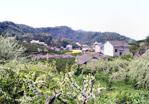 美丽乡村花满园