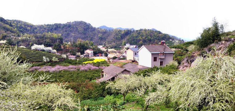 美丽乡村花满园