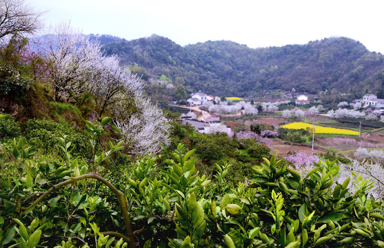 美丽乡村花满园