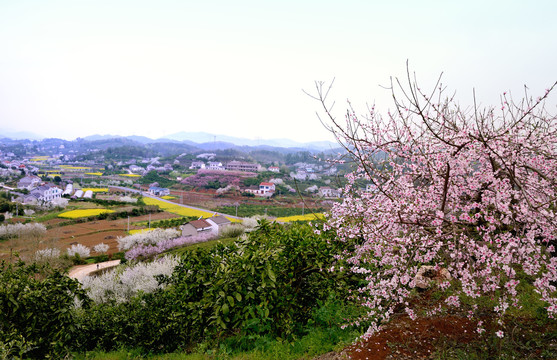 美丽乡村花满园