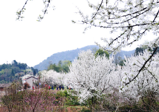 美丽乡村花满园