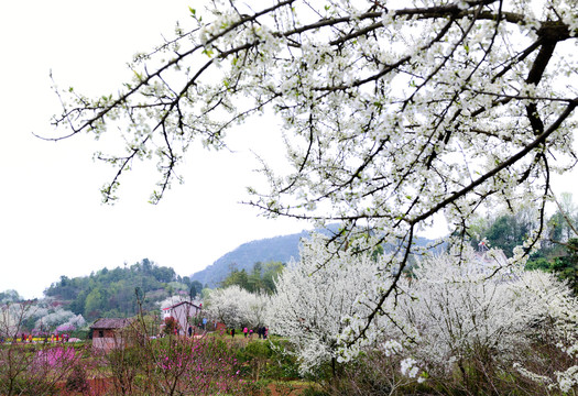 美丽乡村花满园