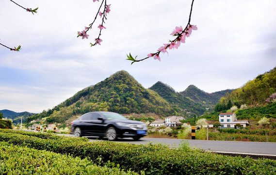 美丽乡村花满园