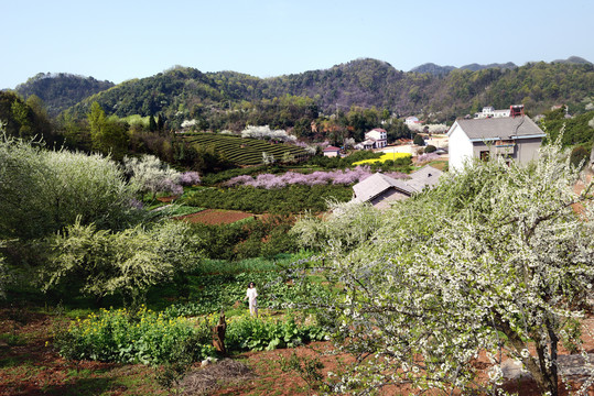 美丽乡村花满园