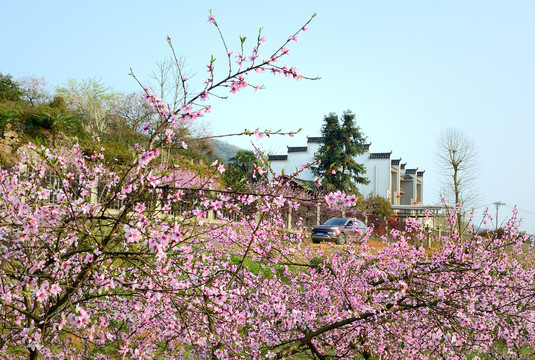 美丽乡村花满园