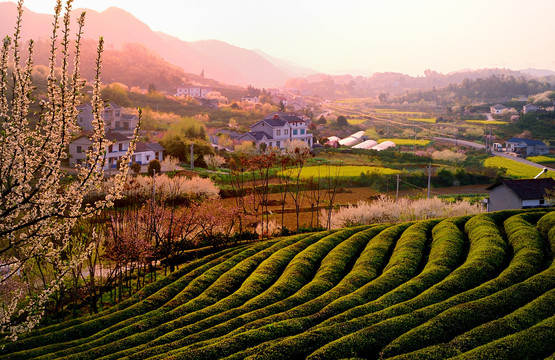 美丽乡村花满园