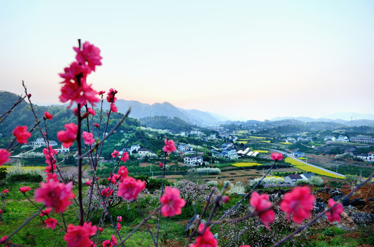 桃李花香美丽乡村